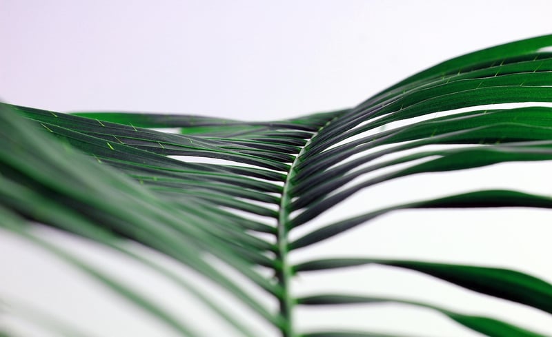 Tropical Leaves